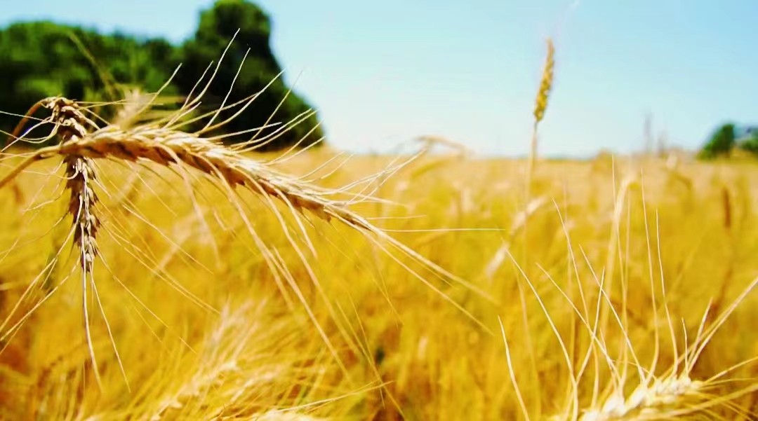 有机小麦种植
